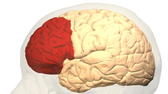 El mayor mapa de expresión génica de la corteza prefrontal sugiere que el proceso de maduración se completa hacia los 24 años brain