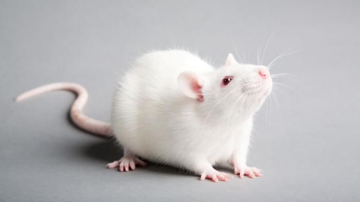 ratones
