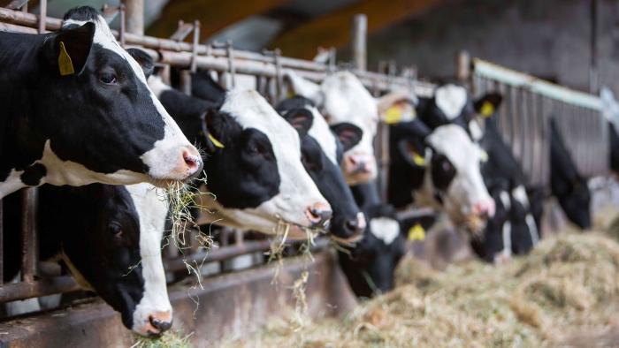 cows