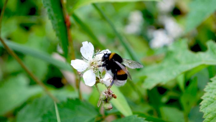 abeja
