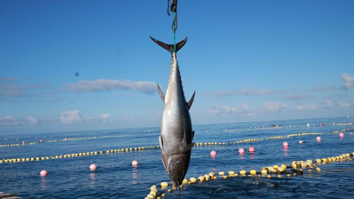 atún